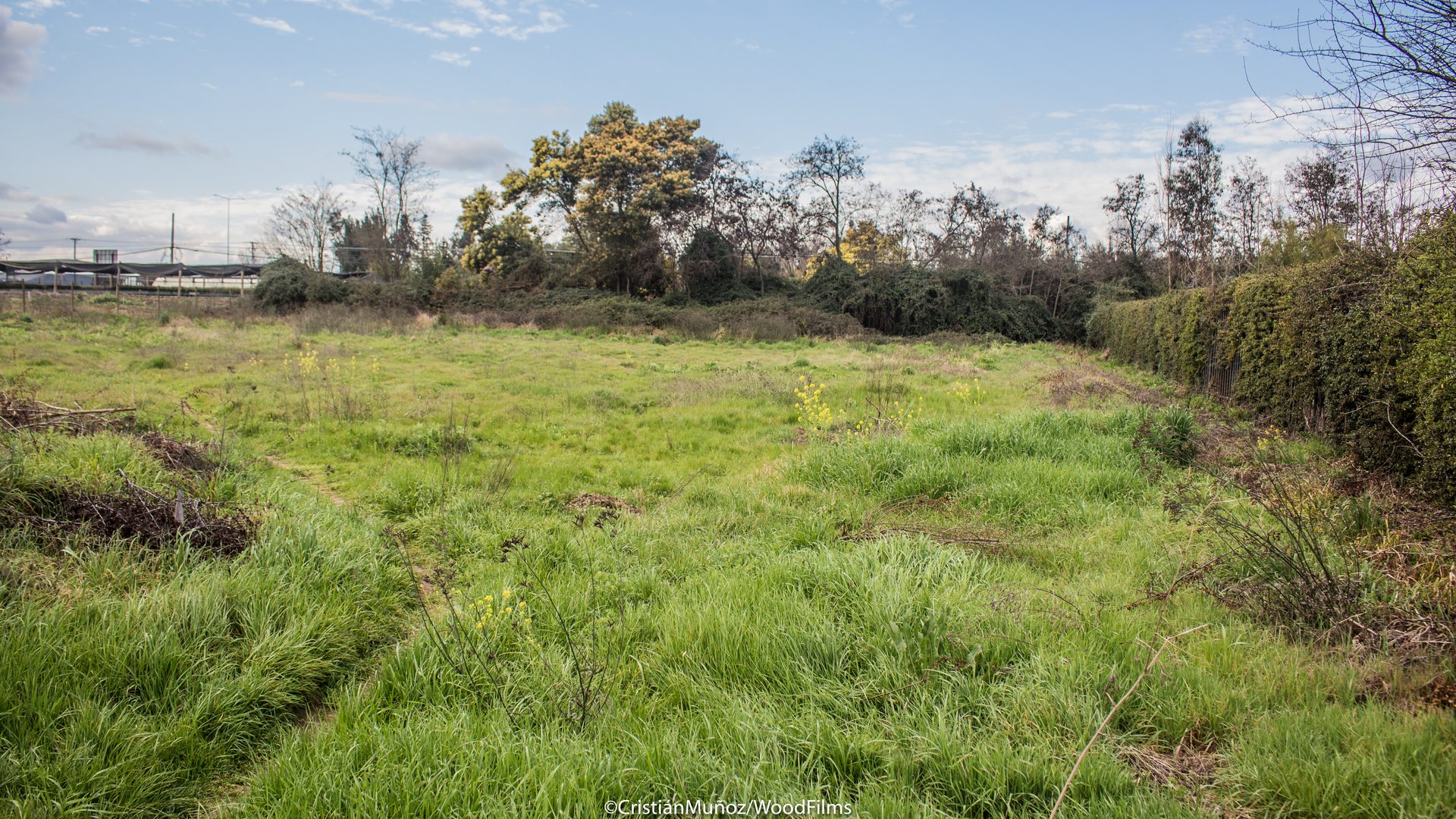 Terreno con pradera y árbol en flor, foto de archivo Palo Alto